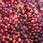 Het verschil tussen gewassen en ongewassen koffie