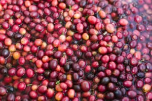 Het verschil tussen gewassen en ongewassen koffie